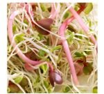Seeds germinate - Alfa / clover / radish (formerly Anti-Age)